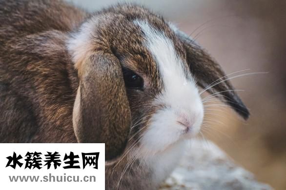 寵物兔子怎么養