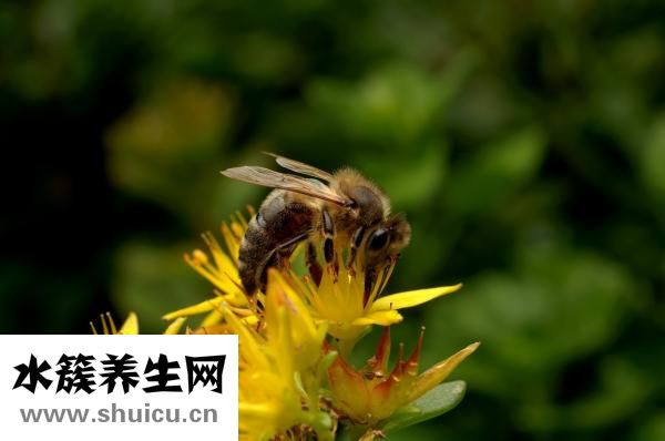 口腔潰瘍怎么治