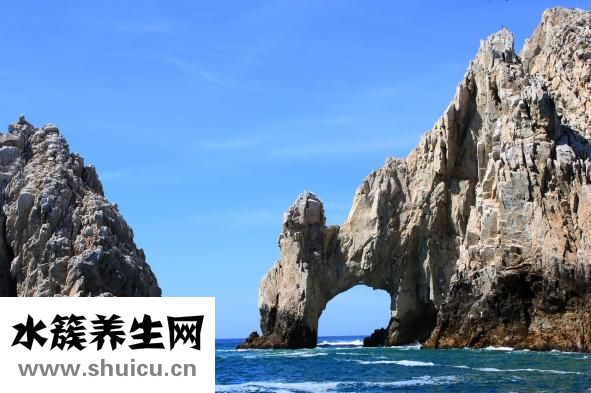 冷血動物有哪些