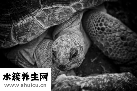 烏龜吃什么