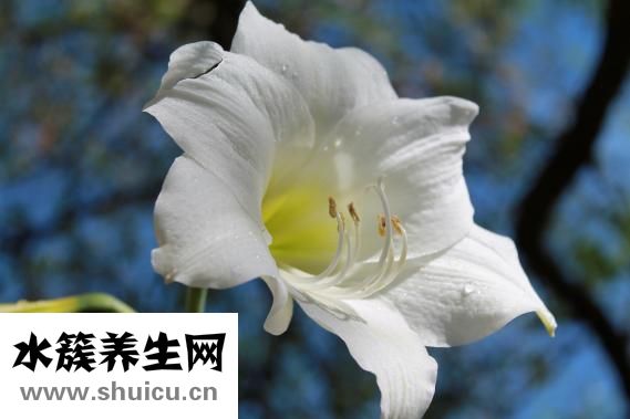 急性腸胃炎吃什么藥