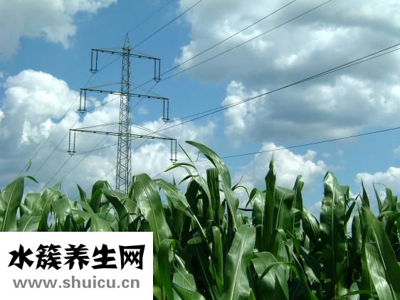 九陽榨汁機怎么用