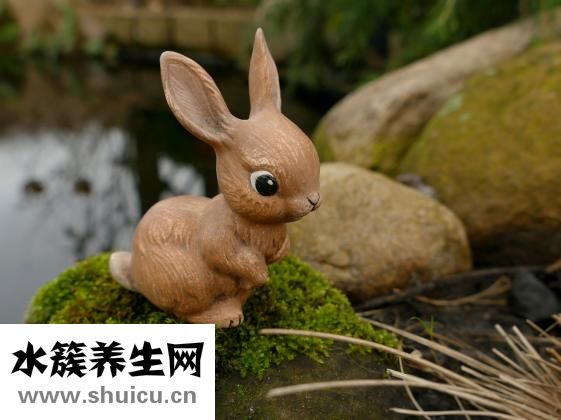 寵物兔子怎么養