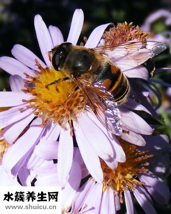 口腔潰瘍怎么治