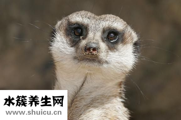 冷血動物有哪些