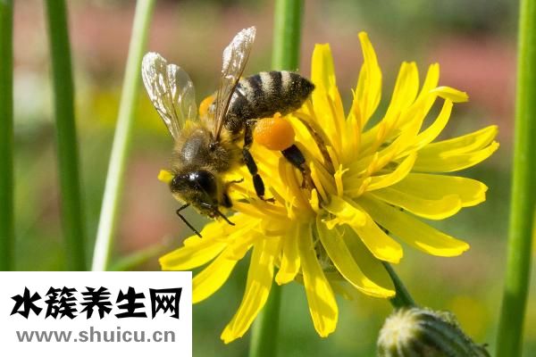 怎么治療黑眼圈