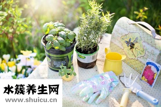 吃什么東西補腎