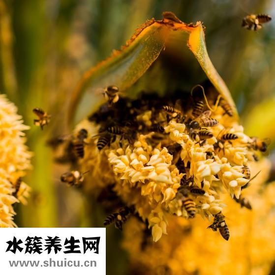 口腔潰瘍怎么治