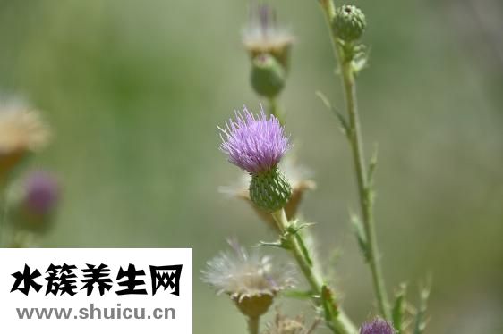 發的食物有哪些