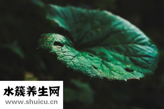 啾啾是什么意思