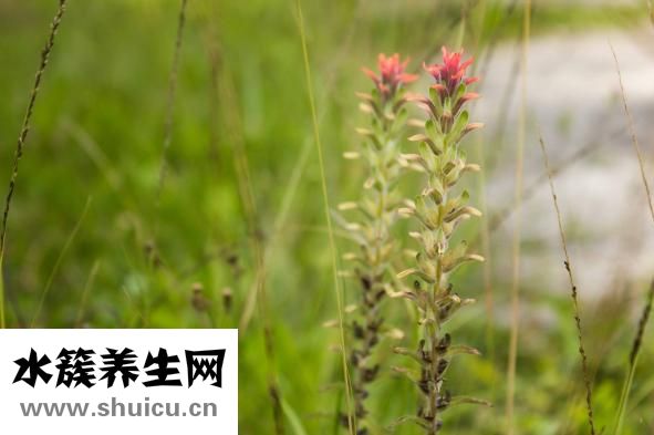 扶她是什么意思