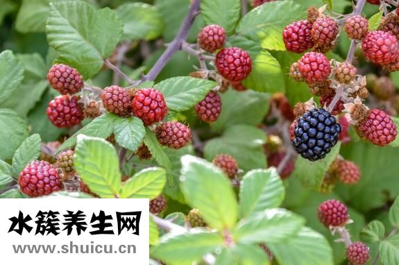 感冒吃什么水果