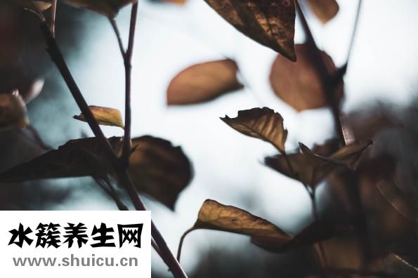 四維彩超什么時候做