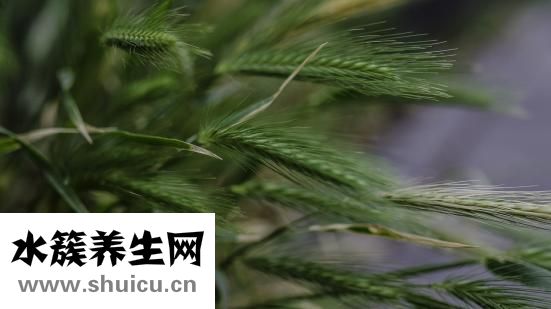 五行屬金的字有哪些