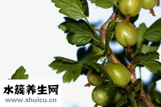 孕婦吃什么水果好