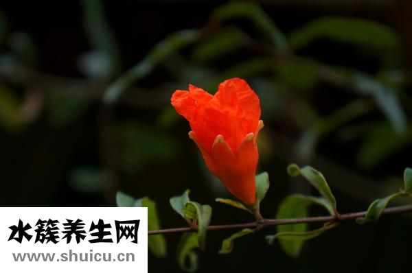 吃石榴有什么好處