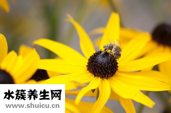 孕婦感冒咳嗽怎么辦