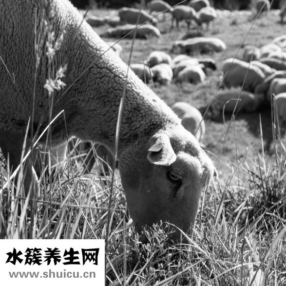 擼貓是什么意思