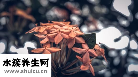 文竹葉子發黃怎么辦