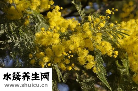 含羞草為什么會害羞