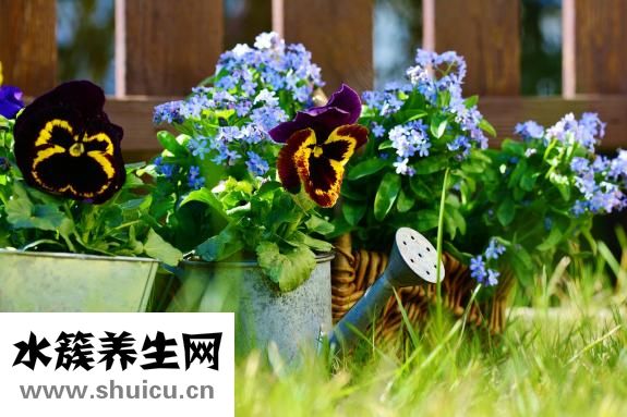 四維彩超什么時候做