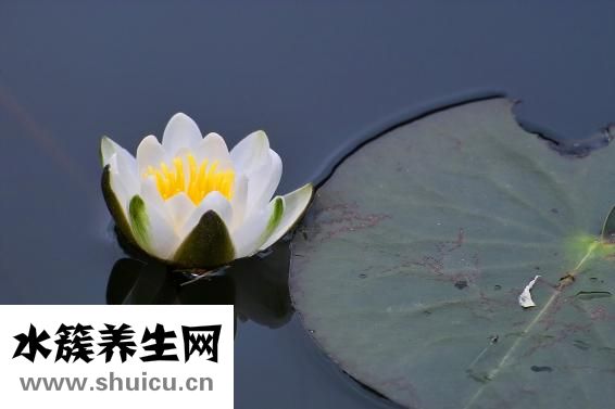 三個火是什么字