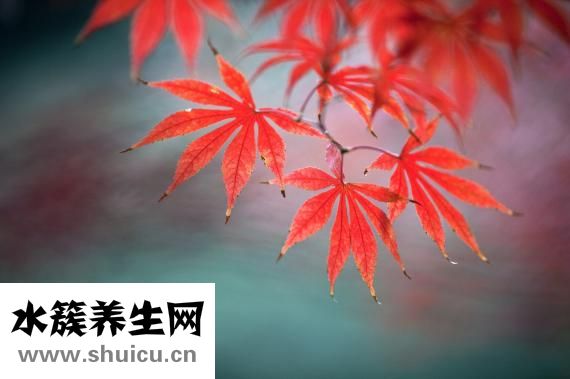 五行屬金的字有哪些