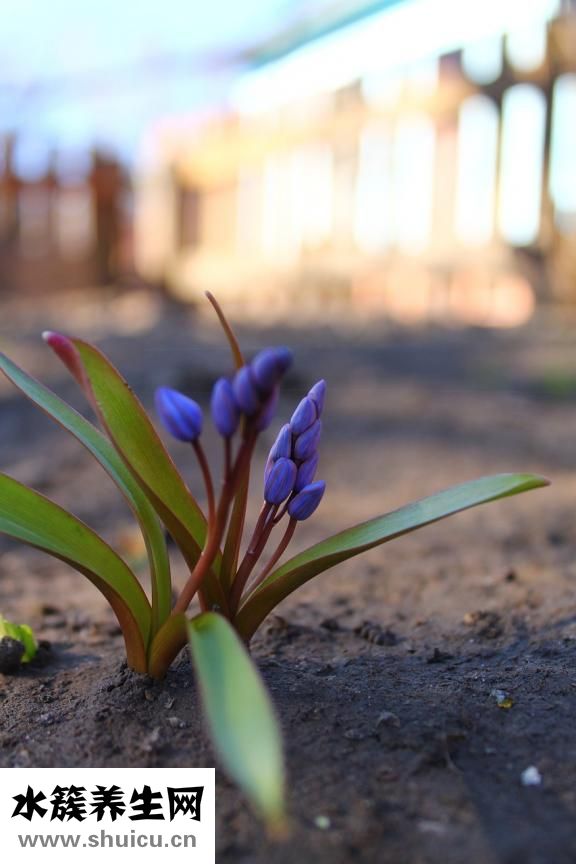 宮頸囊腫怎么治療