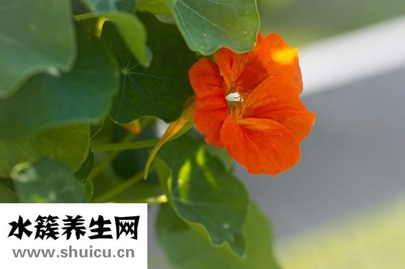 丙烯顏料怎么洗