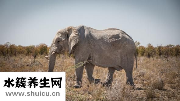 擼貓是什么意思