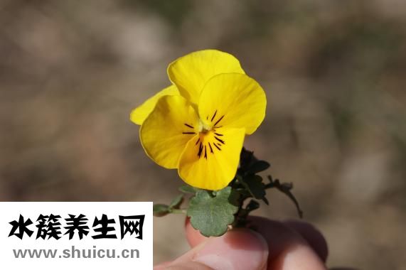 以馬內(nèi)利是什么意思