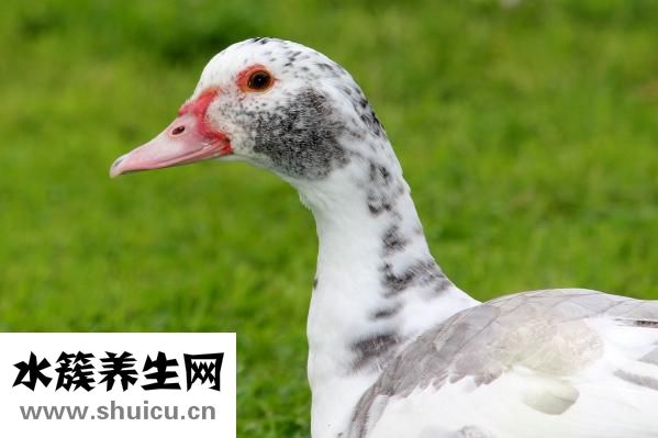 如何祛除臉上斑點