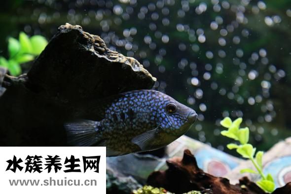 人魚線是什么