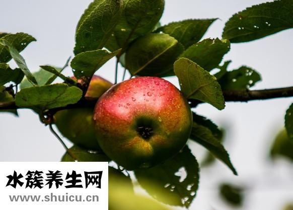 坐月子能吃什么水果