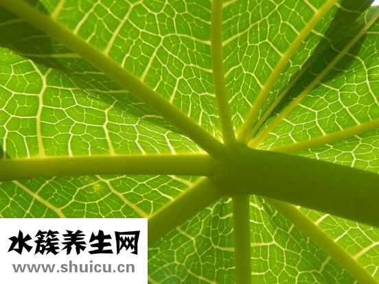 產婦吃什么下奶