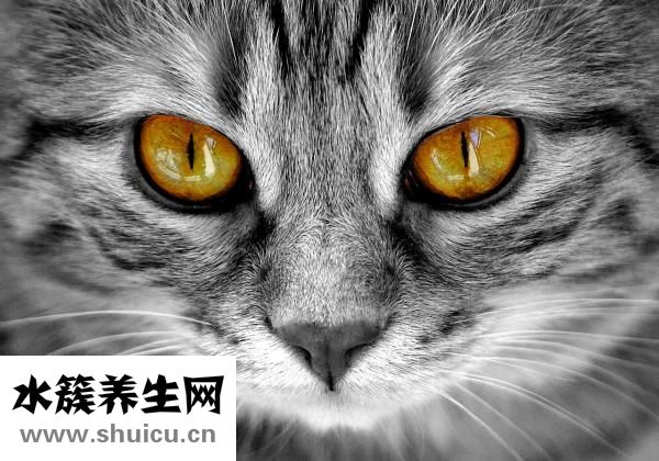 敏感是什么意思