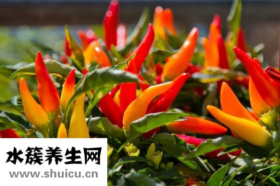 手被辣椒辣了怎么辦