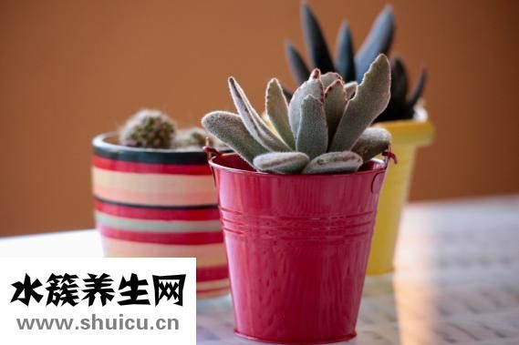 兒童喝什么牛奶好