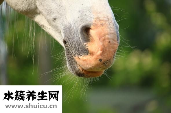 感冒鼻塞吃什么藥