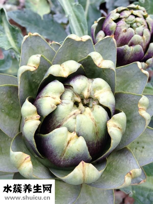 便秘吃什么水果好