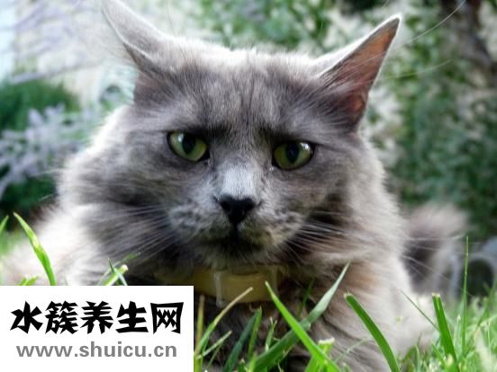 雙開是什么意思