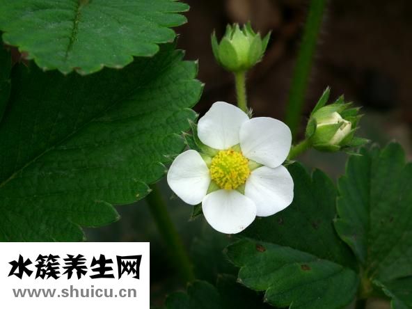 微量元素是什么