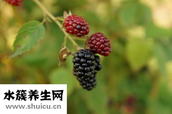 補腦的食物有哪些