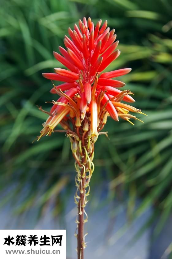 怎么樣可以祛斑