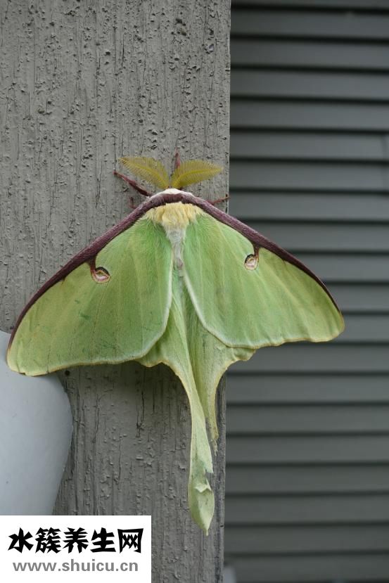 我可不是什么幺蛾子