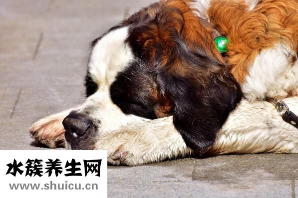 隆鼻假體材料有哪些