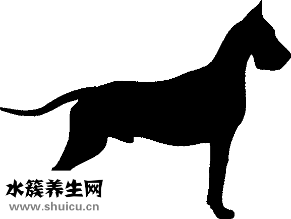 鼻頭肥大怎么辦