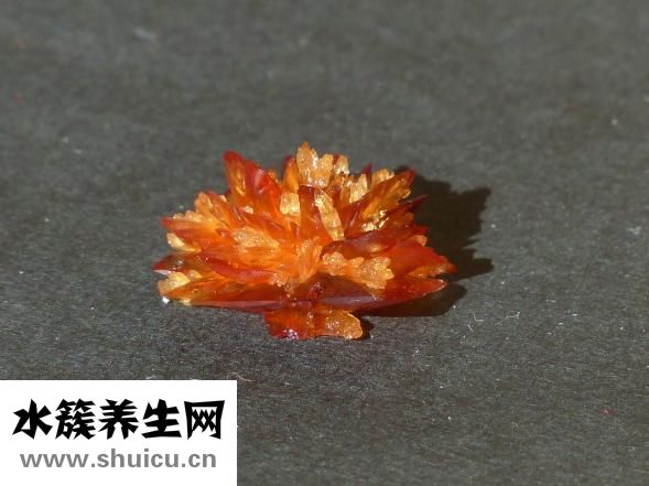 干紅葡萄酒怎么喝