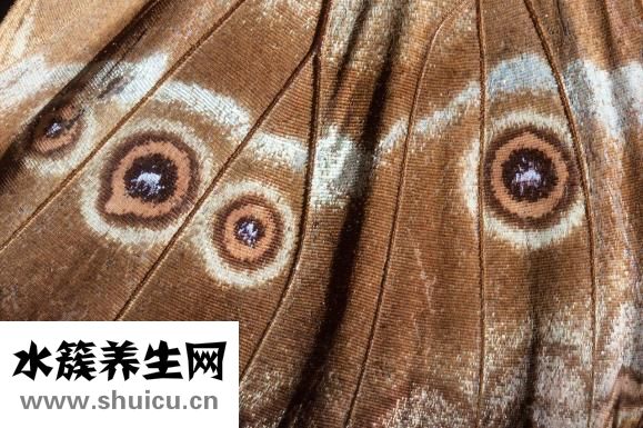 下眼皮松弛怎么辦