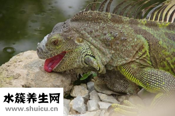 舌頭發(fā)黑是怎么回事